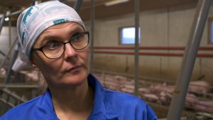Enligt djurvälfärdsforskare Anna Valros kan djuren må dåligt och ändå producera bra. Anna Valros, frigående grisar i en ladugård bakgrunden.