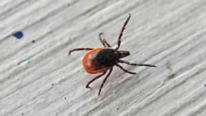 Fästingar och andra insekter aktiverar sig när temperaturen stiger. Arkivbild. Fästing på grått underlag.