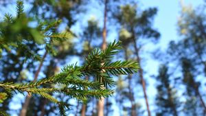Om man vill lämna snyggt i skogen efter gallring får inte markerna vara för våta och mjuka. en grankvist fotad underifrån, tallar i bakgrunden.