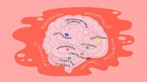 Kuvitettu kuva aivoista, joihin on merkitty eri värisillä täplillä vastarakastuneen aivoissa tapahtuvia muutoksia.