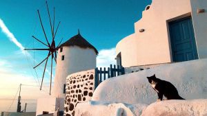 Santorini är en av öarna på Kim Gustafssons rutt. En svartvit katt i solnedgången, med Santorinis vita byggnader i bakgrunden.