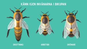Här ser du vilka som bor i ett bisamhälle. Tecknad bild av olika typer av bin, med text.