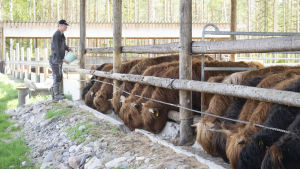 De här highland cattle- kossorna och -tjurarna äter inhemskt foder. Nötkreatur matas inte med soja, men soja finns på matsedeln för svin och broiler. Mies kaataa ämpäristä rehua karjalle