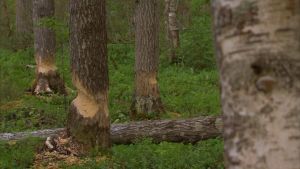 Kanadanmajava jyrsii usein puunrunkoja, joihin uhanalainen valkoselkätikka on rakentanut pesänsä. Trädstammar som gnagats av kanadensisk bäver.