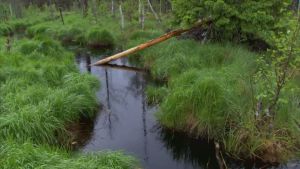 Majavan jälkiä. Lähelle pesää rakentava majava on kaatanut puita. Ett träd fällt av bäver i ett vattendrag.