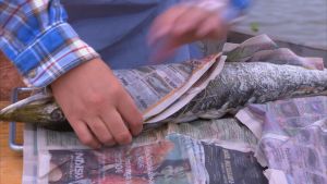 Gäddan lindas in i blött tidningspapper innan den sätts på glöden. gädda inlindad i tidningspapper.