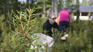 Augusti är en bra tid att plocka skvattram, eftersom den inte längre blommar då. Suopursua poimitaan.