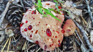 Sienen pinnalla on punaisia pisaroita.