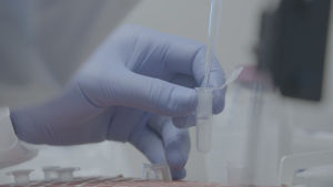 DNA-näytteen käsittelyä laboratoriossa. DNA-näytteen käsittelyä laboratoriossa.
