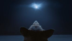 Koira katsoo tähteä taivaalla