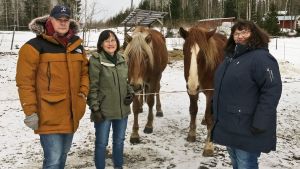 Juha Erola, Terttu Peltonen, Kirsti Palva sekä suomenhevoset Nopsa ja Nappula yhteiskuvassa. Ryhmäkuva suomenhevosten kanssa.
