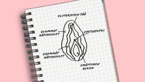 Havainnekuva vaginasta