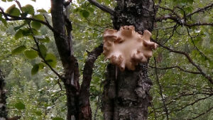Sieni kasvaa puussa.