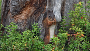 Orava puun runkoa vasten piilossa.