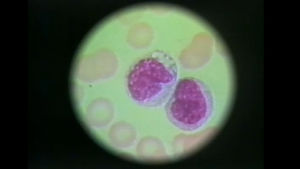 Solumuutos