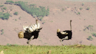 Miss teini ei pornoa