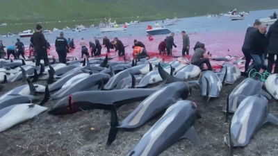 Slaktade delfiner som ligger uppradade på en strand. Människor i bakgrunden vid strandkanten som håller på att slakta delfiner i rött vatten.