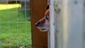 Att ge sig på ett husdjur är en form av psykisk misshandel ämnat att få offret att göra som man vill. Hund i koja.