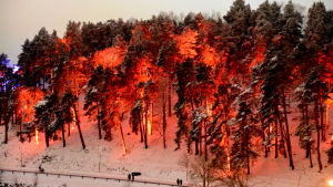 Brinnande skog: Färgerna och ljusets intesitet varierar också i Näsebackens tallskog. Ljusfestivalen i Borgå - Borgå ljus 2021