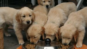 Just nu finns det inte hundvalpar till alla som vill ha. Fem Golden Retriever hundvalpar