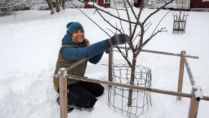 Omenapuu kestää yleensä talvileikkauksen, leikkasipa oksia sitten eläin tai ihminen. Trädgårdsmästare Lena Gillberg sitter på huk i snön framför ett familjeäppelträd