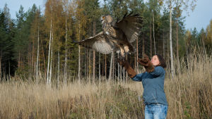 Minna vapauttaa huuhkajan takaisin luontoon. MInna Pyykkö vapauttaa huuhkajan takaisin luontoon.