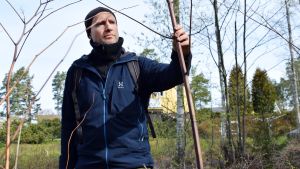 Många av de invasiva arterna blir väldigt stora och tränger på olika sätt undan naturligt förekommande växter. Här är en fjolårsstjälk av jätteslide. Panu Kunttu håller i skaftet på ett torkat exemplar av jätteslide.