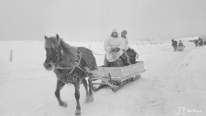 Hästarna travade fram i en meter snö under vintern 1939. 30.1.1940 Huoltokolonna Pyörittäjänkylässä Suistamolla.