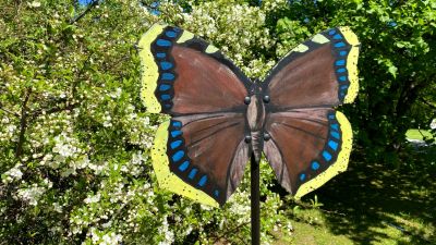 Maalaa suurikokoisia perhosia – ihana katseenvangitsija perennojen  kasvamista odotellessa | Puutarha | Strömsö 