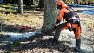 Skogshuggare Sebastian Tennberg fäller en av de större granarna i folkparken i Kokon. Skogsarbetare fäller träd