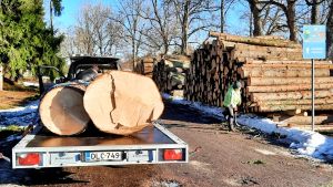 Skogshuggare Sebastian Tennberg har aldrig fällt en så stor gran. Ålder: cirka 130 år! Två stockar på släpvagn av en 130 år gammal gran