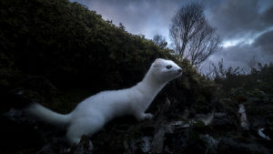 Vuoden Luontokuva 2017: “Talven odotus” Kärppä metsässä. Vuoden Luontokuva 2017.