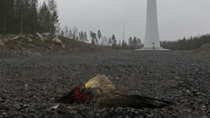 Örn som dött av krock med vindkraftverk i Finland. En avhuggen örn ligger på marken framför vindkraftverk.