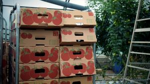 Egen distribution och packning innebär fler anställda men ger också ett högre pris. Tomatlådor i staplar inne i växthuset.