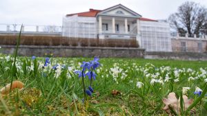 Karaktärsbyggnaden på Söderlångvik gård får ett lyft i och med en nästan två år lång renovering. Blåa och vita vårblommor på gräsmattan framför den ståtliga vita huvudbyggnaden på Söderlångvik gård.