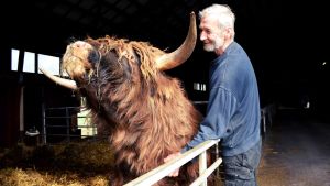 Jukka Tobiasson med gårdens highland-cattle tjur. Jukka tobiasson kliar en highland cattle-tjur på hakan. Tjuren är brun, långhårig och har stora, ståtliga horn.