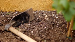 Stelkrampsbakterierna finns i jordmånen och kan smitta om du till exempel har ett sår som bakterien kan ta sig in i. En gräfta (en sorts spade) som ligger på marken, på jord.