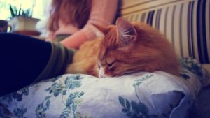 "Kungen" som får vara där han vill. En orange-randig katt ligger på en kökssoffa och sover.