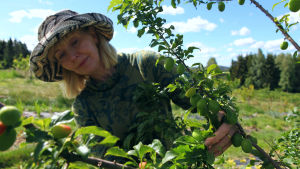 Nainen tarkastelee luumupuuta.