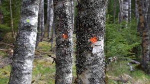 Att ympa in sprängticka är ett sätt att höja värdet på björkarna. Björkar som märkts ut med färgspray för att visa vilka som ympats med sprängticka.
