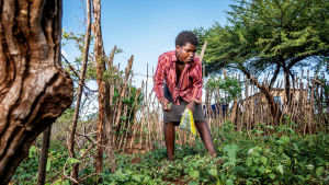 En pojke i Swaziland sköter om familjens odlingar. en ung man i Swaziland vattnar sina odlingar