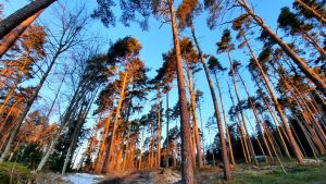 Tallarna i den gallrade skogen på Kokonudden i vackert morgonljus. Parkskogen i Kokon i Borgå