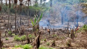 Majoriteten av folket i Liberia, nära gränsen till Sierra Leone, lever av jordbruk, och svedjebruk är vanligt. En djungel med bränd mark som fortfarande ryker.