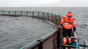 Fiskodlingen i Norge har blivit en storindustri. Laxodling i vattnen kring Skjervøy i Nordnorge