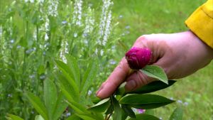 Det gäller att täcka in perennerna på vintern om man vill att de ska blomma också nästa sommar. Pioner görs sig i varje trädgård.