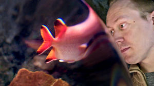 Teppo Mattsson katsoo kaloja Sea Lifessa.