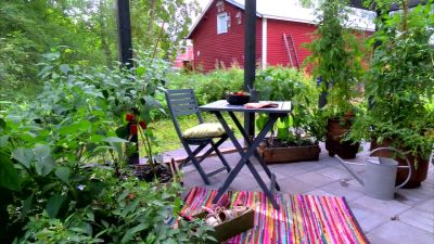 Tomat- och chiliplantorna frodas i växthuset