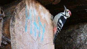 valkoselkätikka puupinolla