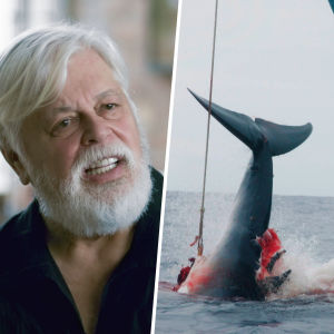Miljökämpen Paul Watson fnyser åt sjungande hippies och tyr sig till direkta aktioner för att skydda bland annat valarna. Kollage med miljöaktivisten Paul Watson samt en blodig död val som hissas upp i ett skepp.