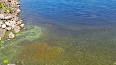 Cyanobakterier i Saimen
